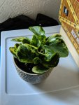 IMG_20190121_164917.jpg