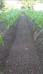 corn 9.JPG corn 9.JPG