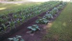 corn 11.JPG corn 11.JPG