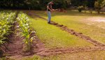 adding onto corn field #2.JPG