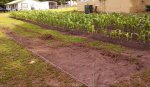 adding onto corn field #3.JPG