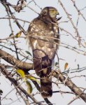 Coopers Hawk 4.jpg