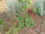 Red Salvia gregii.jpg