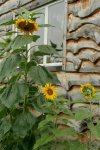 IMG_7879.JPG