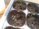 thyme seedlings day 3 2-23-19(2).jpg