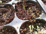 chamomile seedlings day 3 3-23-19(2).jpg