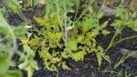 Tomatoe plants tunring Yellow with brown spots in the bottom 1 .jpg