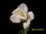 My Roses 001.JPG