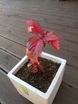 Red Plant3.jpg