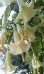 blooming-brugmansia.jpg