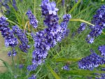 DSC01781.JPG