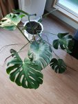 Monstera2.jpg