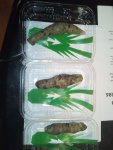 wasabi.jpg