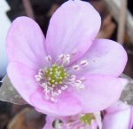 hepatica pink.jpg