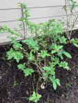 Blueberry Plant 1.jpg