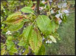 pear tree disease.jpg