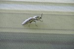 IMG_5690.JPG