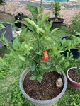 LemonTree2.jpg LemonTree2.jpg