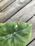 IMG_6928.jpeg