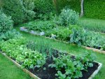 Veg Patch 2.jpg