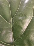 IMG_8736.jpeg