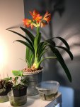 Clivia 12 2 2020.jpeg