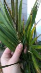 Palm Bush Frond.jpg
