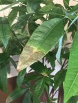 Umbrella Plant leaves.jpg