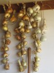 onions hanging 7-10-11.JPG