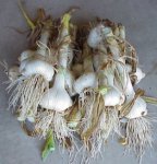 Garlic harvest 7-1-08.jpg