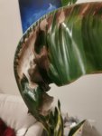 IMG_20210121_015203.jpg