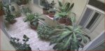 camellias internal yard.jpg