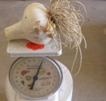 Garlic 1.5 lb. 6-2-12 .jpg.JPG