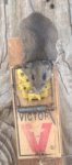 Mouse Trapped - 4-13-21.JPG