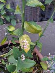 lemonleaves.jpg lemonleaves.jpg