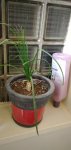 plant.jpg