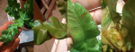 asplenium.png asplenium.png