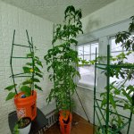 buffalogrowingplants.com tall tomato plant.jpg