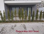 Thuja in May-2021.jpg