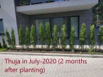 Thuja in July 2020 (2 months after planting).JPG