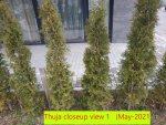 Thuja closeup view 1   (May-2021).jpg