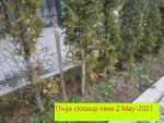 Thuja closeup view 2 May-2021.jpg