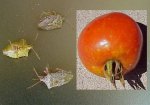 tomato - stink bugs - 06.jpg