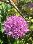 IMG_0019.JPG