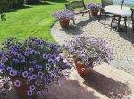 2015-7-03 petunias.JPG