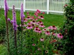 2015-7-08 coneflower, liatris.JPG