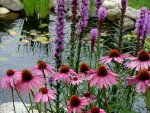 2015-7-14 flowers, conflower, litatris.JPG