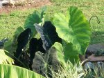 lotus seed pond and property and eggplant  2015 052.JPG