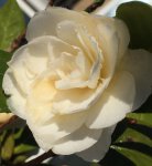 IMG_0097 2.jpg