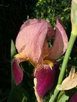 IMG_0115.JPG